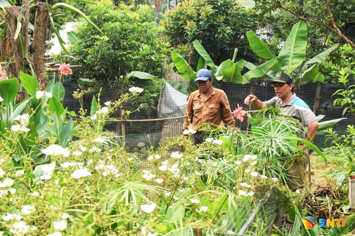 Anh Đinh Văn Như (phải) giới thiệu vườn hoa bách thủy tiên và hoa chuối nước được trồng để xử lý nguồn nước thải tại homestay Alăng Như. Ảnh: ĐOÀN HẠO LƯƠNG