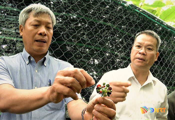 Phó Chủ tịch UBND thành phố Hồ Quang Bửu (bên trái) giới thiệu quá trình sinh trưởng hạt sâm Ngọc Linh với Chủ tịch UBND thành phố Nguyễn Mạnh Hùng. Ảnh: ALĂNG NGƯỚC