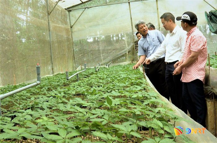 Đoàn công tác khảo sát vườn ươm sâm Ngọc Linh tại Trạm dược liệu Trà Linh. Ảnh: ALĂNG NGƯỚC