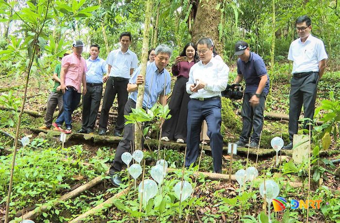 Chủ tịch UBND thành phố Nguyễn Mạnh Hùng cùng đoàn công tác thành phố khảo sát vùng trồng sâm Ngọc Linh tại xã Trà Linh. Ảnh: ALĂNG NGƯỚC