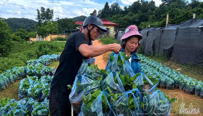 Người dân xã Chiềng Sinh nhận cây giống cà phê hỗ trợ của chính quyền địa phương.