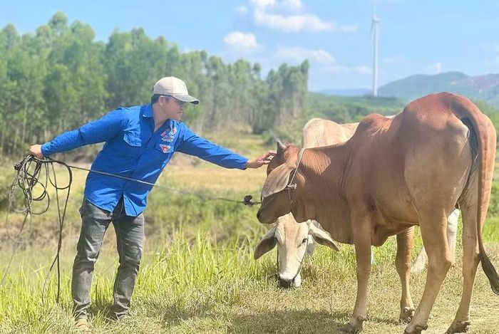  Anh Nguyễn Vương Thắng chăm sóc đàn bò-một trong những mô hình mang lại nguồn thu nhập ổn định cho gia đình. Ảnh: M.C 