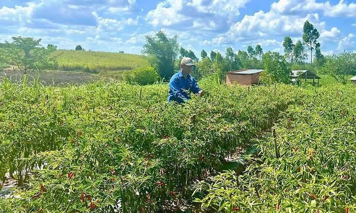  Mô hình trồng ớt giúp gia đình anh Nguyễn Vương Thắng (Bí thư Chi đoàn Tổ dân phố 14, phường An Khê) có thêm nguồn thu. Ảnh: M.C 