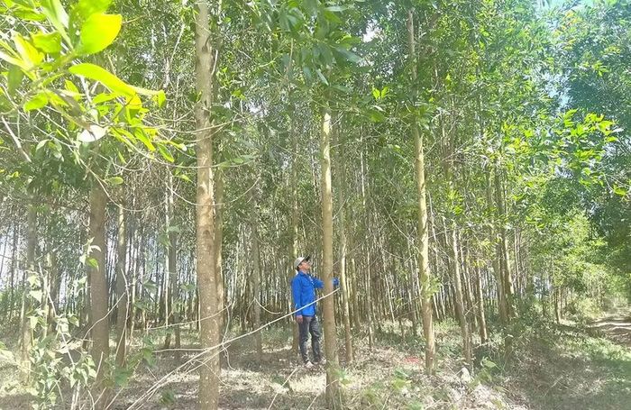  Anh Nguyễn Vương Thắng kiểm tra các cây keo trong diện tích rừng trồng của gia đình. Ảnh: M.C 