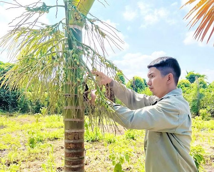  Anh Hoàng Thế Thảo chăm sóc vườn cau của gia đình. Ảnh: P.N 