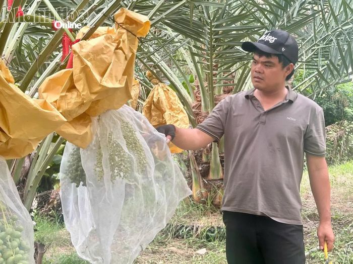 Nhân viên chăm sóc vườn kiểm tra những buồng chà là vừa đậu quả được bọc lưới để bảo vệ trong suốt quá trình phát triển.