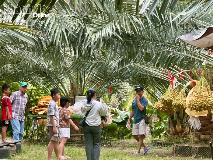 Vườn chà là trở thành điểm check-in thu hút du khách trong mùa thu hoạch.