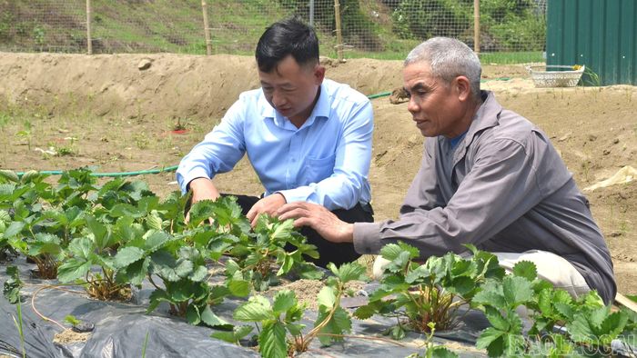 Lãnh đạo xã Tú Lệ trao đổi với hộ dân thôn Nước Nóng về phát triển mô hình trồng dâu tây trái vụ.