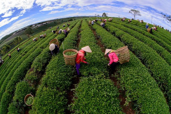 Đồi trà Bảo Lộc. Ảnh tư liệu