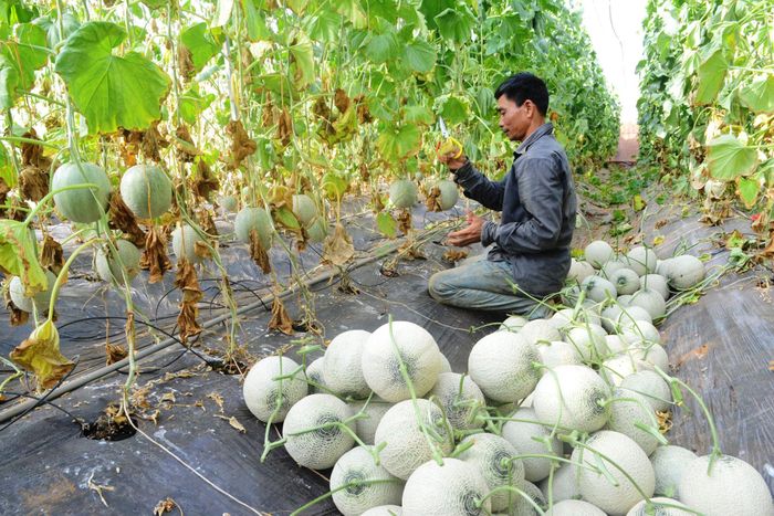 Đất đỏ bazan ở các xã Kiến Đức, Nhân Cơ rất phù hợp cho nông nghiệp ứng dụng công nghệ cao