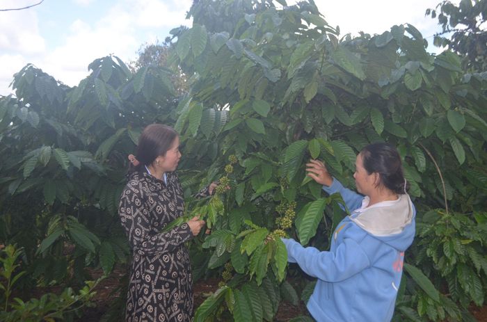 Bà Nguyễn Thị Bình, thôn 3, xã Nhân Cơ cho biết, đất đai trên địa bàn, nhất là đất sau hoàn thổ rất tốt cho đầu tư nông nghiệp công nghệ cao