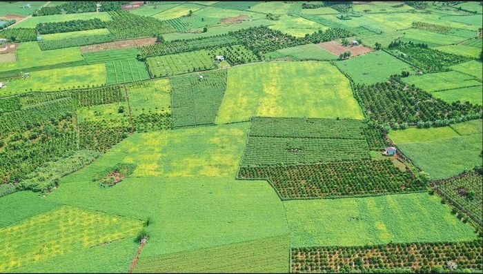 Vùng nguyên liệu từ cây hằng năm, phụ phẩm làm thức ăn chăn nuôi từ ngô, đậu ở xã Cư Jút, Nam Dong và các xã lân cận rất lớn