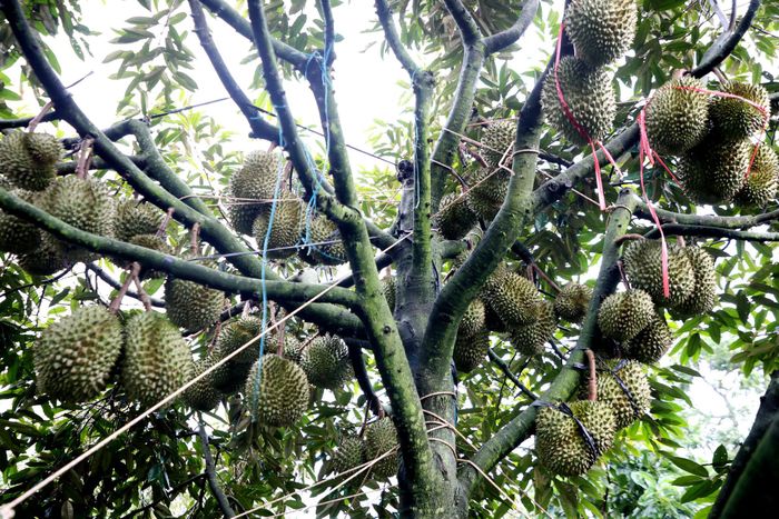 Sầu riêng sản xuất theo quy trình VietGAP cho trái đẹp, đều và chất lượng tốt