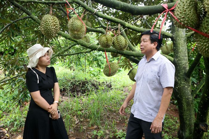 Ông Lê Trung Thành ước tính, năm đầu tiên sản xuất sầu riêng theo quy trình VietGAP, vườn cây cho năng suất khoảng 20 tấn