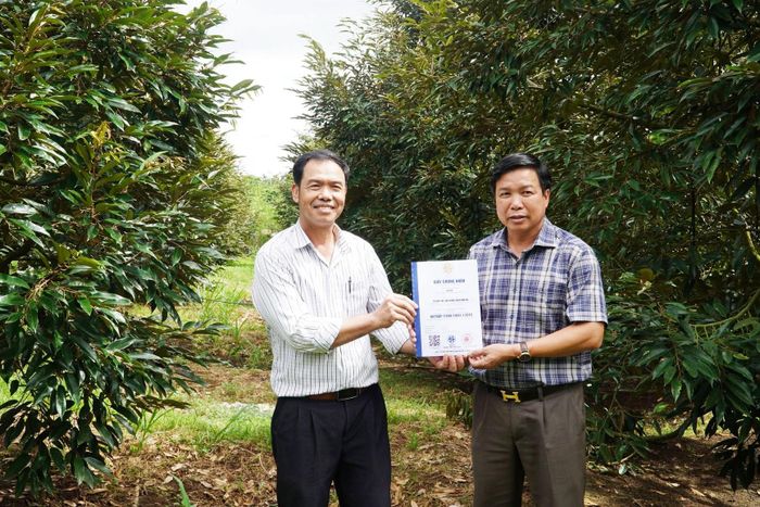 Lãnh đạo xã Đắk Sắk trao Giấy chứng nhận VietGAP cho sản phẩm sầu riêng thuộc Tổ hợp tác Sầu riêng sạch Đắk Hà, trong đó có hộ ông Lê Trung Thành (bên phải)