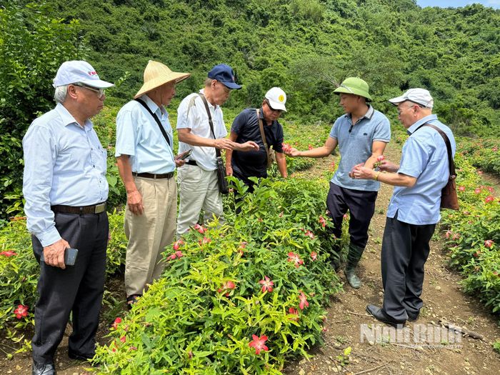 Khách tham quan, trải nghiệm vùng nguyên liệu sâm Cúc Phương.