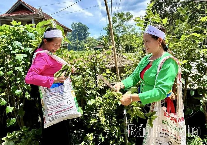 Nhiều gia đình ở Mường Vang trồng dâu tằm quanh vườn nhà làm nguyên liệu ươm tơ, dệt vải phục vụ đời sống.