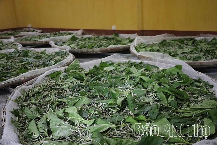 Những nong lá dâu tươi, đầy nhựa là nguồn thức ăn dồi dào và nơi tằm được nuôi trước khi hóa thân, tìm nơi làm tổ.