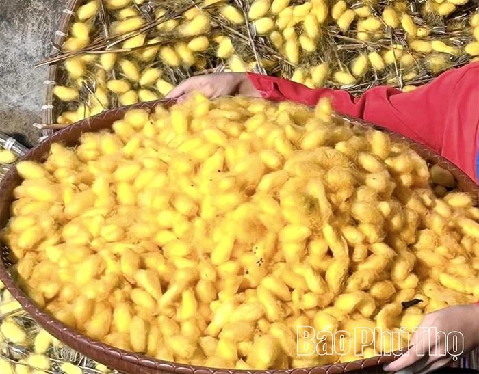 Nong kén tằm vàng óng là thành quả lao động của người làm nghề ươm tơ, dệt vải truyền thống.