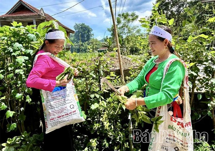 Nhiều gia đình ở Mường Vang trồng dâu tằm quanh vườn nhà làm nguyên liệu ươm tơ, dệt vải phục vụ đời sống.