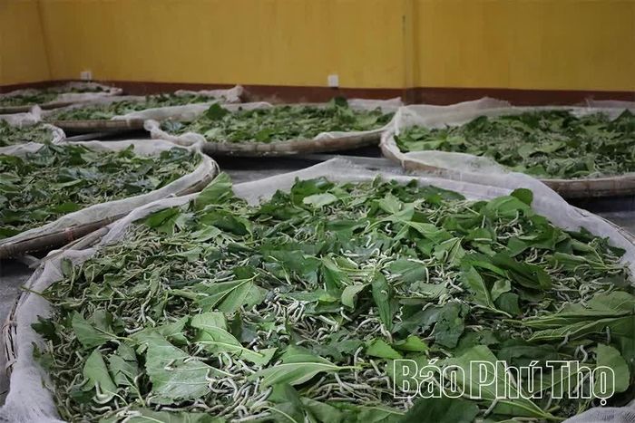 Những nong lá dâu tươi, đầy nhựa là nguồn thức ăn dồi dào và nơi tằm được nuôi trước khi hóa thân, tìm nơi làm tổ.