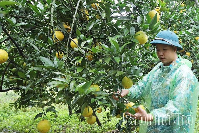 Mô hình trồng cam mang lại hiệu quả kinh tế cao của nông dân xã Cao Phong.