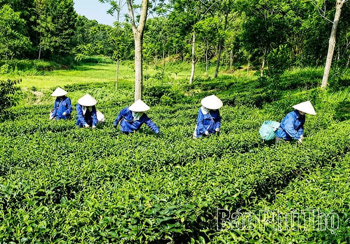 Nông dân xã Cự Đồng đẩy mạnh ứng dụng tiến bộ khoa học kỹ thuật vào chăm sóc, thu hái và chế biến, góp phần nâng cao năng suất, chất lượng sản phẩm, tăng thu nhập, xây dựng vùng chè phát triển theo hướng bền vững.