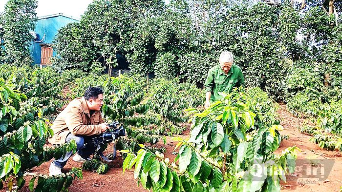 Phóng viên Báo và phát thanh, truyền hình Quảng Trị tác nghiệp tại vùng cà phê Khe Sanh - Ảnh: L.V.N