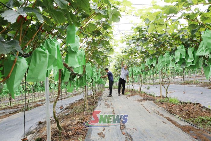 Mô hình trồng nho sữa Hàn Quốc của Công ty cổ phần chè Cờ Đỏ.