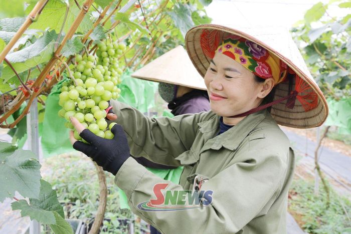 Nông dân phường Thảo Nguyên chăm sóc cây nho sữa Hàn Quốc.