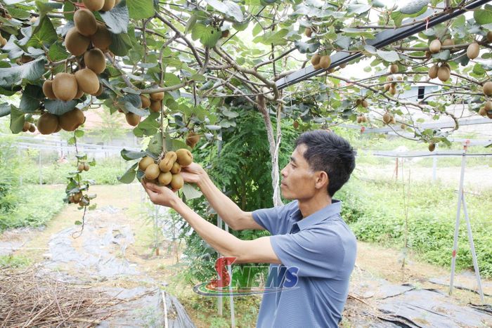 Mô hình trồng cây kiwi tại nhà vườn Hương Yên, tổ dân phố Pa Khen 3, phường Thảo Nguyên.