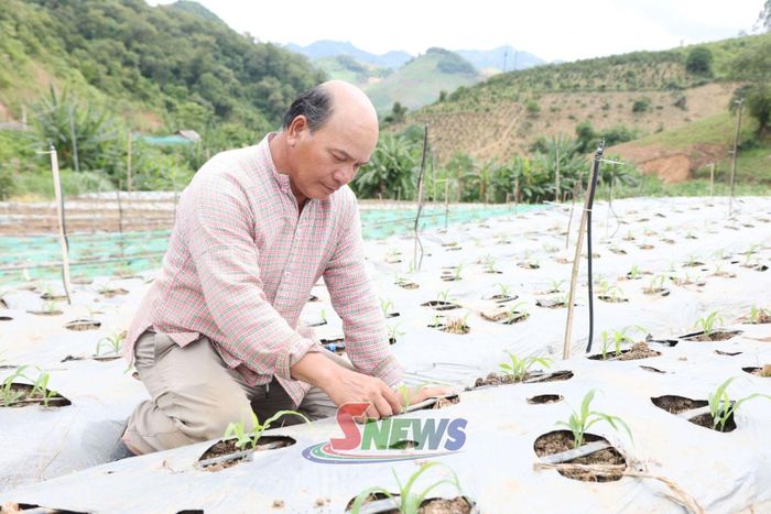 Nông dân bản Mật Sàng, xã Phiêng Pằn kiểm tra diện tích trồng ngô ngọt.
