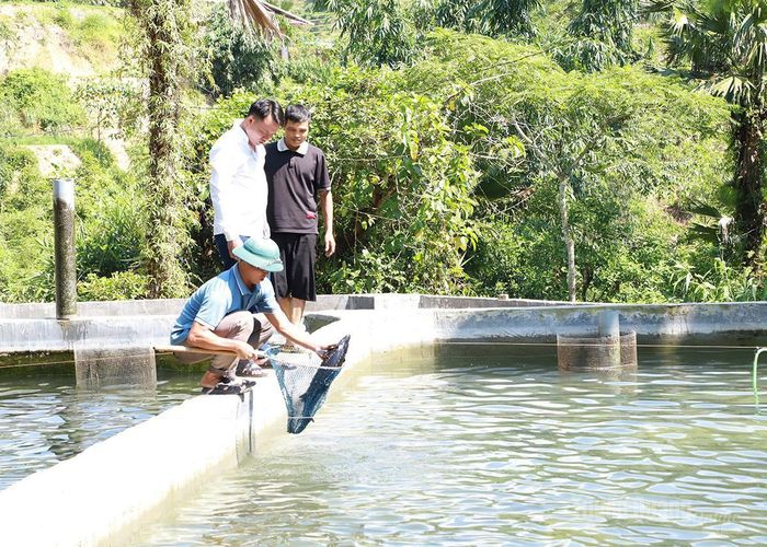 Anh Bàn Văn Thiển, thôn Thác Tăng kiểm tra bể cá chuẩn bị đến kỳ thu hoạch.