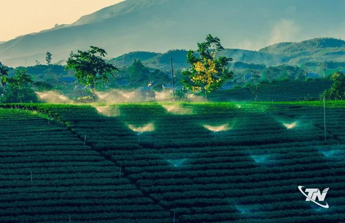 Hệ thống tưới phun tự động vận hành trên những đồi chè La Bằng.