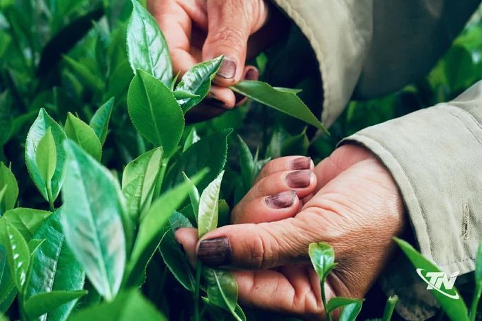 Bàn tay người nông dân nhuốm màu nhựa chè – dấu vết của những sớm mai trên đồi