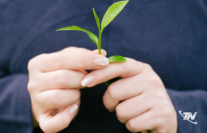 Nâng niu búp chè non, gom cả nắng gió và hương vị của đất trời vào mỗi mùa xanh.
