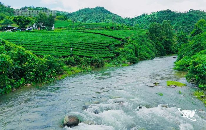 Những đồi chè xanh mướt nép mình bên dãy Tam Đảo, nơi tiếng suối róc rách hòa cùng hương chè thanh khiết, tạo nên một bức tranh bình yên của núi rừng.