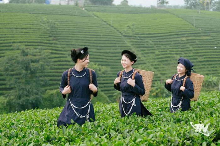 Đồi chè La Bằng là điểm đến thu hút du khách tham quan, trải nghiệm và khám phá nét đẹp của vùng chè.