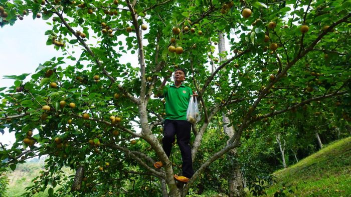 Những gốc lê to có thể cho thu hoạch từ 50-60kg quả mỗi vụ. Ảnh: Văn Huỳnh.
