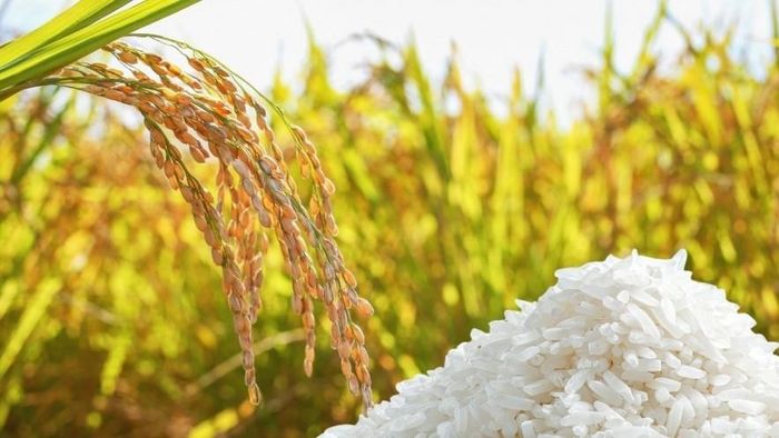 Giá lúa gạo hôm nay ít biến động, giao dịch mua bán chậm. Ảnh minh họa