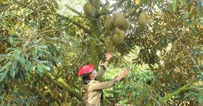 Truy xuất nguồn gốc kết hợp sở hữu trí tuệ giúp HTX thuận lợi trong xuất khẩu.