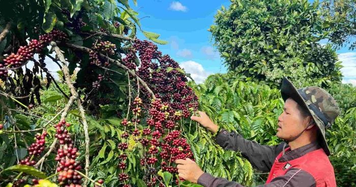 Giá cà phê giữ ổn định ở hầu hết các vùng trồng trọng điểm ở Tây Nguyên.