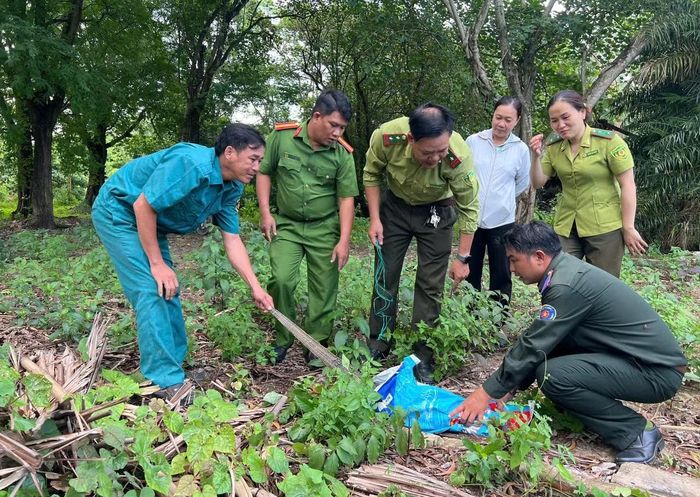 Cơ quan chức năng thả cá thể kỳ đà hoa về tự nhiên.