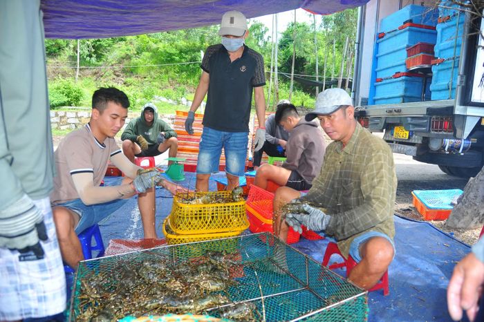 Kiểm đếm thu mua tôm hùm bên vịnh Xuân Đài, phường Sông Cầu, tỉnh Đắk Lắk. Ảnh: Hữu Toàn.
