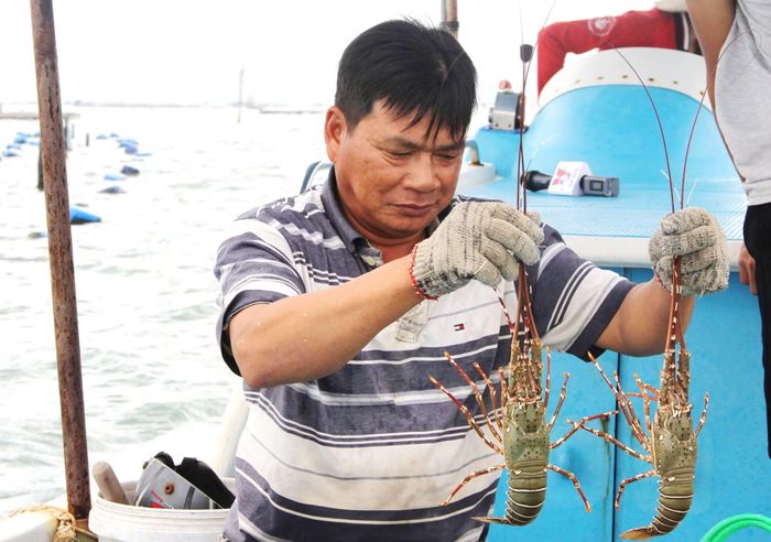 Cơ quan chức năng khuyến cáo nguồn tôm hùm giống thả nuôi nên có nguồn gốc hợp pháp và phải được kiểm dịch.