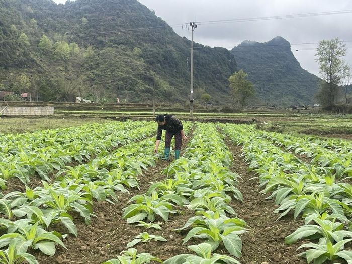 Toàn tỉnh có đất nông nghiệp chiếm 621.691 ha.