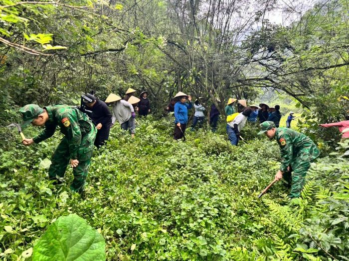 Cản bộ, chiến sĩ Đồn Biên phòng Ngọc Côn cùng các lực lượng và nhân dân phát quang đường biên giới.
