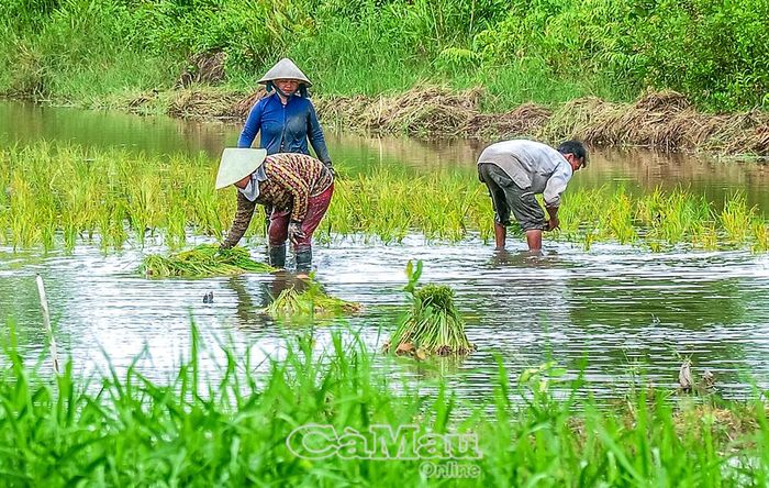 Những ruộng lúa xen canh trên đất trồng tràm giúp hộ nghèo có thêm lương thực và thu nhập.