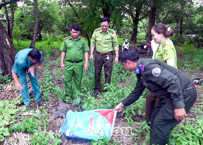 Lực lượng Kiểm lâm thả kỳ đà hoa về rừng để bảo vệ loài động vật nguy cấp, quý, hiếm.