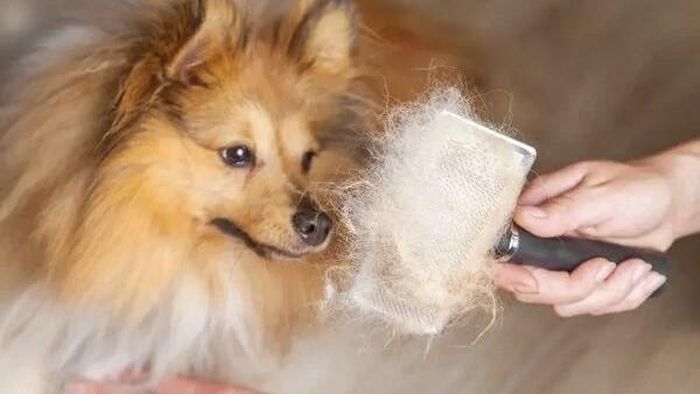 Bên cạnh những mẹo làm sạch, bạn nên chải lông cho thú cưng thường xuyên. Ảnh minh họa